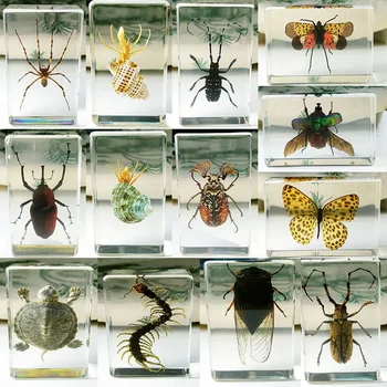 Utesnené vzorky reálne hmyz, chrobáky, conch cikád sú zabalené v živice vhodné pre domáce dekorácie výučby poznanie 73mm